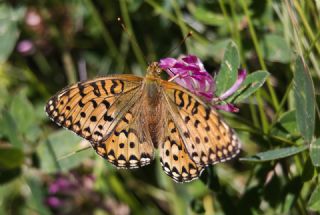 Gzel nci (Argynnis aglaja)