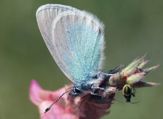Karagz Mavisi (Glaucopsyche alexis)