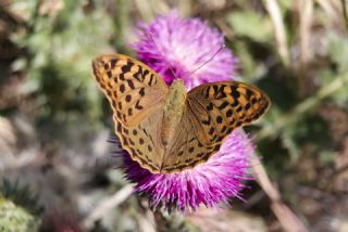 Bahadr (Argynnis pandora)