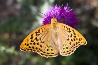 Bahadr (Argynnis pandora)