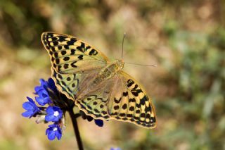 Bahadr (Argynnis pandora)