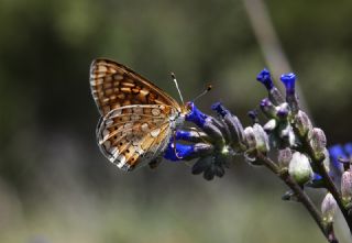 Nazuum (Euphydryas aurinia)