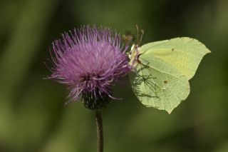 Orakkanat (Gonepteryx rhamni)