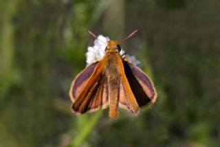 Sar Antenli Zpzp (Thymelicus sylvestris)