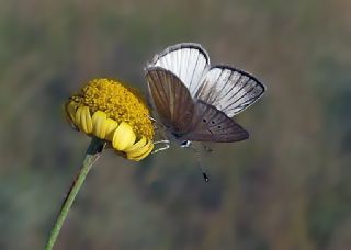 okgzl Anadolu Beyaz (Polyommatus menalcas)