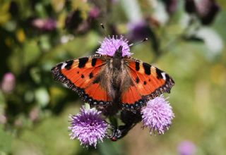 Aglais (Aglais urticae)