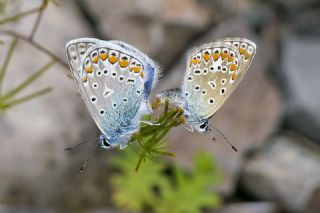okgzl Mavi (Polyommatus icarus)