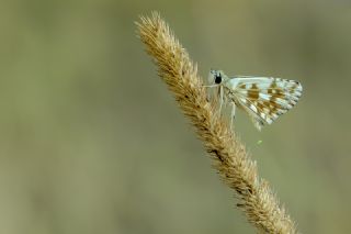 spanyol Zpzp (Pyrgus armoricanus)