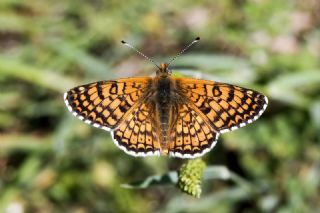 parhan (Melitaea cinxia)