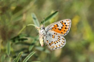 Anadolu Gelincii (Tomares nogelii)