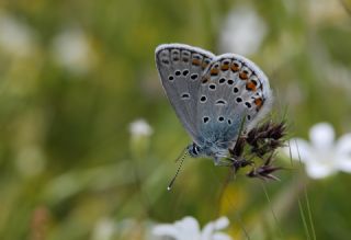 Anadolu Esmergz (Plebejus modicus)