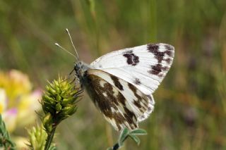 Yeni Beneklimelek (Pontia edusa)