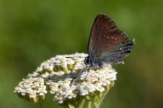 Byk Sevbeni (Satyrium ilicis)