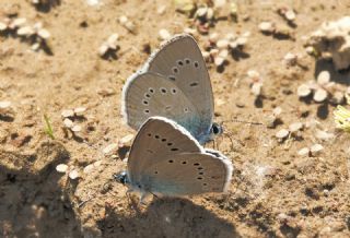 okgzl Gzel Mavi (Polyommatus bellis)