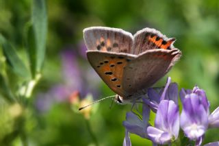 Benekli Bakr Gzeli (Lycaena phlaeas)