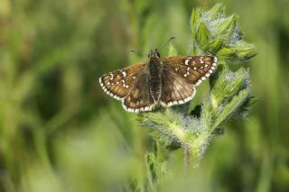 Zeytuni Zpzp (Pyrgus serratulae)