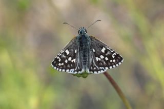 Sarbandl Zpzp (Pyrgus sidae)