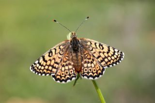 parhan (Melitaea cinxia)