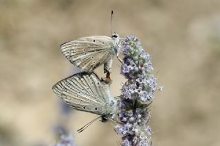 Anormal okgzl (Polyommatus admetus)