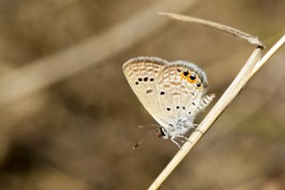 Mcevher Kelebei (Chilades trochylus)