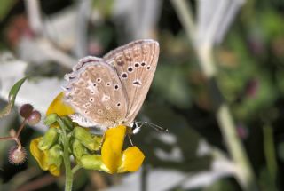 okgzl Dafnis (Polyommatus daphnis)