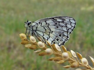 Anadolu Melikesi (Melanargia larissa)