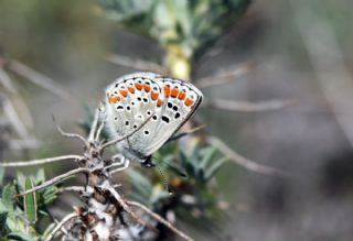 okgzl Esmer (Aricia agestis)