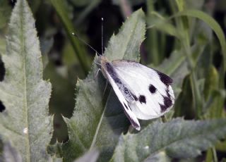 Byk Beyazmelek  (Pieris brassicae)