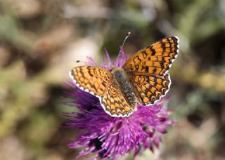 Benekli Byk parhan (Melitaea phoebe)