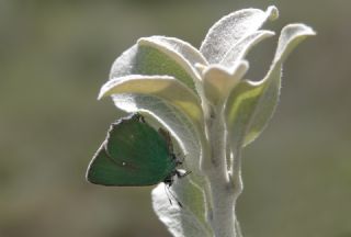 Zmrt (Callophrys rubi)