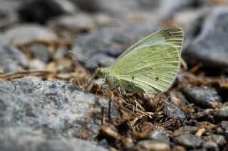 Da Beyazmelei (Pieris ergane)