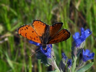 Benekli parhan (Melitaea didyma)