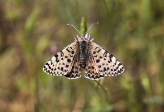 Benekli parhan (Melitaea didyma)