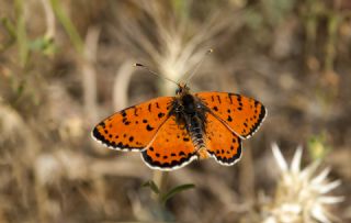 Benekli parhan (Melitaea didyma)