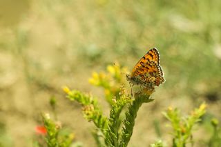 Cezayirli parhan (Melitaea ornata)