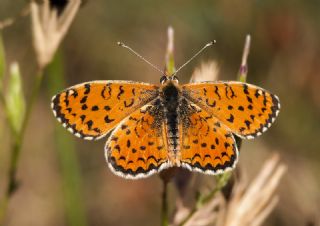 Gzel parhan (Melitaea trivia)