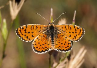 Gzel parhan (Melitaea syriaca)