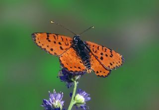 Benekli parhan (Melitaea didyma)