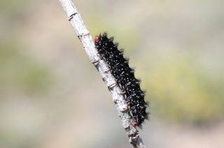 İparhan (Melitaea cinxia)