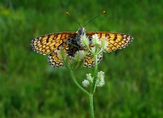 parhan (Melitaea cinxia)