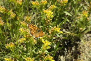 parhan (Melitaea cinxia)