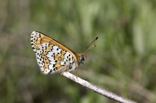 parhan (Melitaea cinxia)