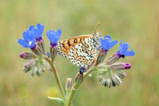 parhan (Melitaea cinxia)