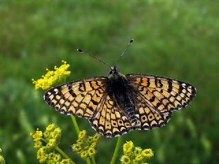parhan (Melitaea cinxia)