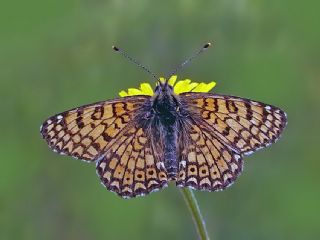 parhan (Melitaea cinxia)