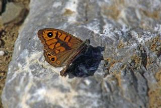 Kk Esmerboncuk (Lasiommata megera)