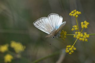 okgzl Anadolu Beyaz (Polyommatus menalcas)