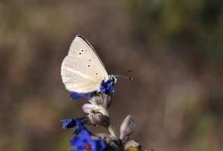 okgzl Anadolu Beyaz (Polyommatus menalcas)