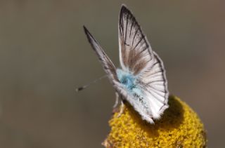 okgzl Anadolu Beyaz (Polyommatus menalcas)