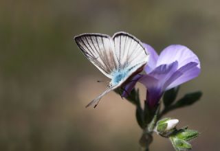 okgzl Anadolu Beyaz (Polyommatus menalcas)